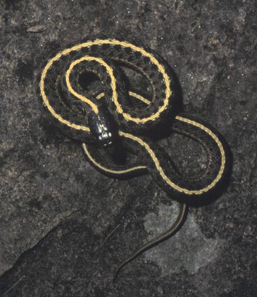 Photo of Thamnophis elegans by Kristiina  Ovaska